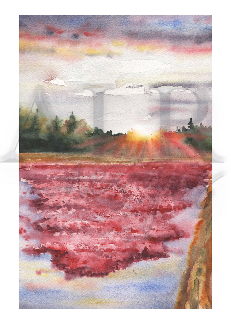 Sunset Cranberry Bog 5x7 Blank Greeting Card