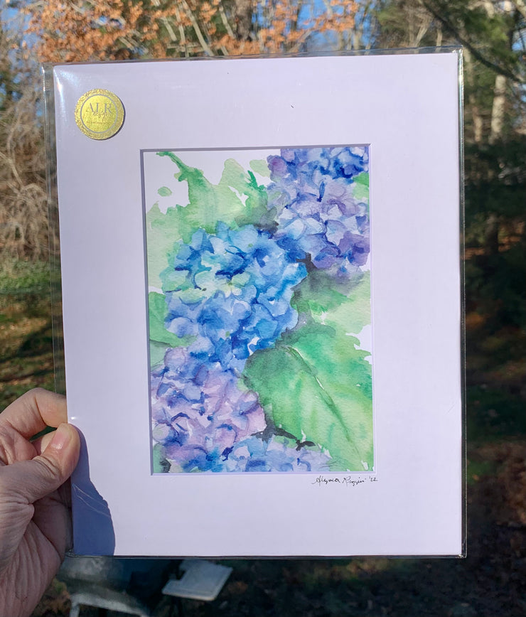 Hydrangea Blooms 5x7 Matted Archival Print