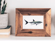 Blue-Green  Shark  Fine Art Print, 8x10 or 5x7 in.
