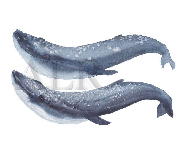 Blue Whales 8x10 or 5x7 in Fine Art Print