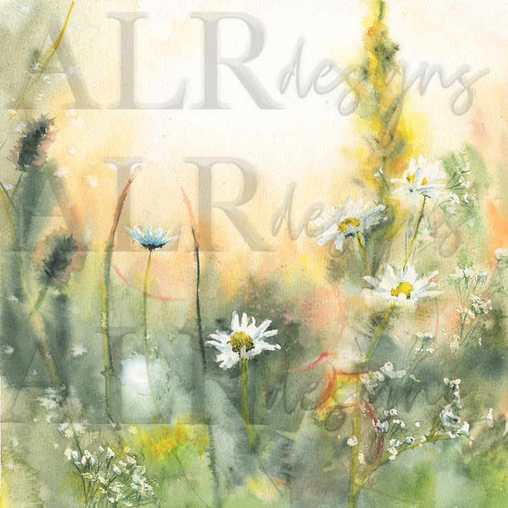 Morning Daisies 12x12 or 10x10 in. Fine Art Print