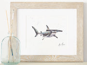 Hammerhead Shark 8x10 or 5x7  Fine Art Print