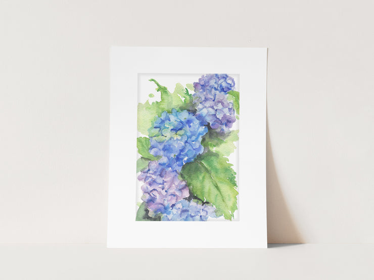 Hydrangea Blooms 5x7 Matted Archival Print