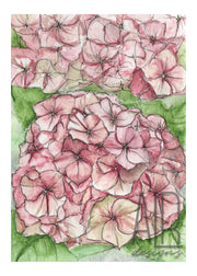 Pink Hydrangeas 5x7 Blank Greeting Card