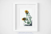 Sunflowers 5x7 Blank Greeting Card