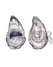 Oyster Shark 5x7 or 8x10 Fine Art Print