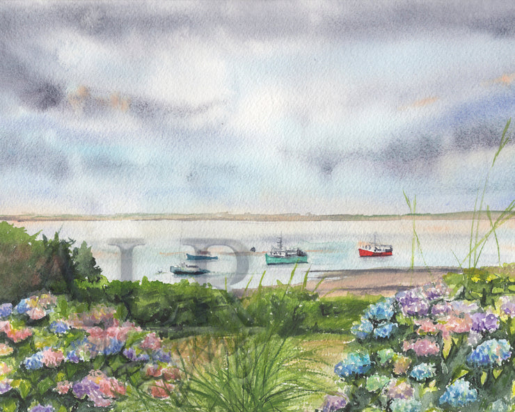 Chatham Hydrangeas 5x7 Blank Greeting Card