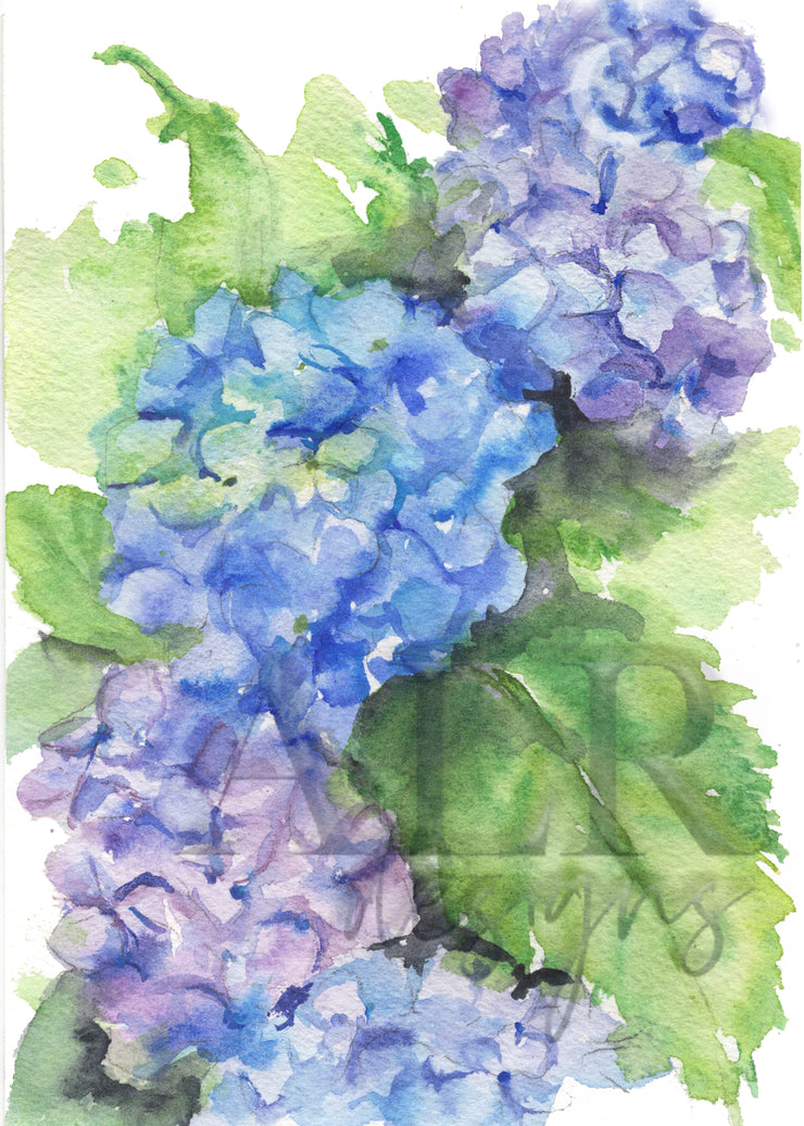 Hydrangea Blooms 5x7 in. Fine Art Print