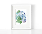 Hydrangea Blossoms, 5x7 in. Fine Art Print