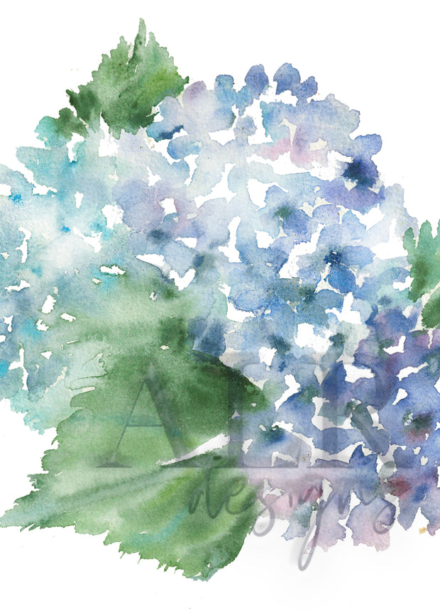 Hydrangea Blossoms, 5x7 in. Fine Art Print