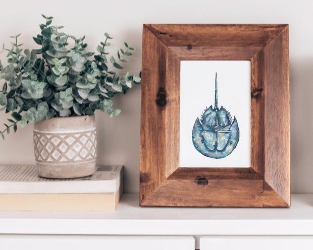 Salty Horseshoe Crab 8x10 or 5x7 in. Fine Art Print