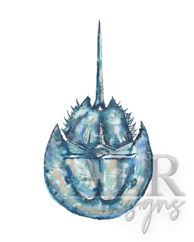 Salty Horseshoe Crab 8x10 or 5x7 in. Fine Art Print